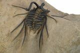 Beautiful, Spiny Dicranurus Trilobite - Excellent Preparation #312740-4